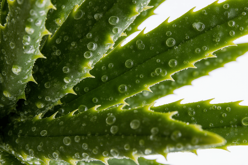 Алоэ в уходе за кожей лица