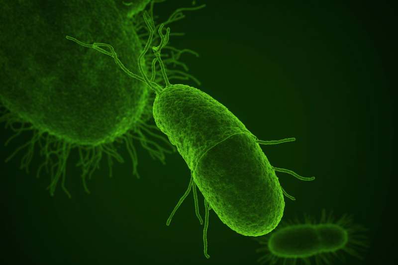 Питание при хеликобактер пилори